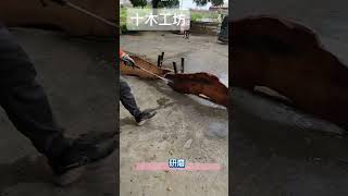 台灣檜木 黃檜 樹瘤板 樹頭板 水波紋 一枚板 風化木匾 屏風 原木 diy wood woodworking 傢俱 原木家具 實木家具 工廠直營 熱門 十木工坊 [upl. by Manolo]