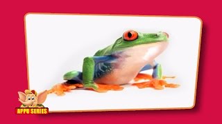 Flashcards for children  Amphibians [upl. by Eceinart]