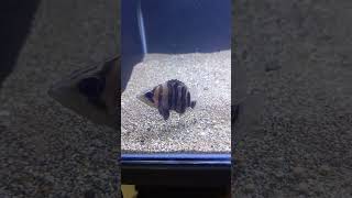 Datnioides microlepis indonesian tigerfish shorts aquarium fish [upl. by Ardehs]