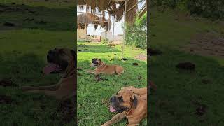 ماستيف هب مصر  Mastiff Hub Egypt  Boerboel [upl. by Lienhard847]