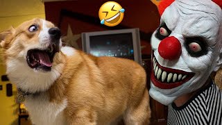 The Funniest Animal Videos of 2024😄 Laugh Out Loud With The Latest Funny Dog and Cat Videos😹🐶 [upl. by Hurlow]