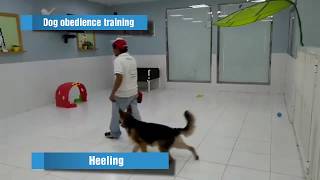 Dog obedience training German shepherd [upl. by Violette]