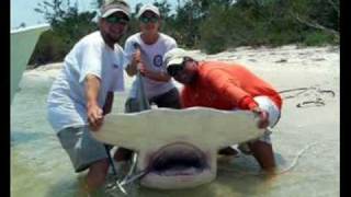 World Record Hammerhead Shark [upl. by Haron]