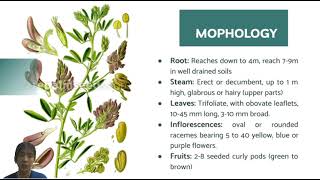 Type of Forage  Alfalfa Medicago sativa [upl. by Coates]