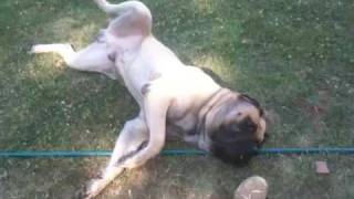 English mastiff playing [upl. by Deach968]