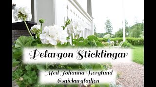 Hur du tar pelargon sticklingar på enklaste sätt snickargladjen [upl. by Okomot633]