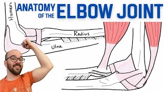 Anatomy of the Elbow Joint [upl. by Adgam]