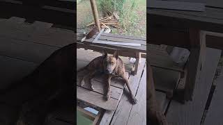 Ultimate Belgian Malinois Protection Dog in Training [upl. by Madison]