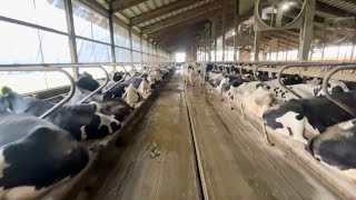 Dairy Barn walk through weaned calf area explained and breaking out the backup feed truck [upl. by Eenad]