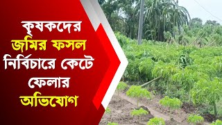 কৃষকদের জমির ফসল নির্বিচারে কেটে ফেলার অভিযোগ [upl. by English]