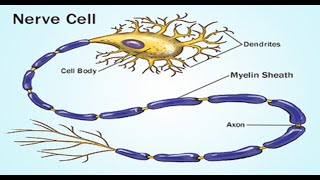 Two Minutes of Anatomy Myelin Sheath [upl. by Vassily]