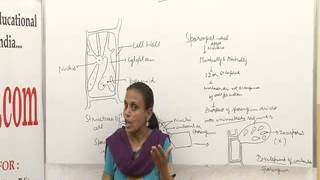 Ectocarpus Lecture BSc MSc by Dr Anupama Goyal [upl. by Llertak]