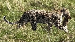 African Safari Kenya LION LEOPARD CHEETAH ELEPHANTS amp more  MAISAI MARA National Reserve [upl. by Matta]