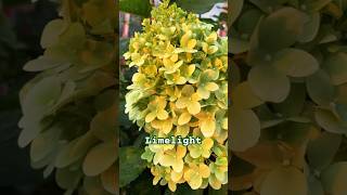 limelight paniculata hortensia hydrangea garden гортензія гортензия шортс shorts сад [upl. by Lalo]