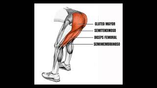 Variaciones de la prensa gymmotivation gym motivation [upl. by Inittirb974]