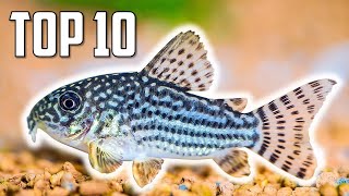 Top 10 Cory Catfish for Your Aquarium [upl. by Ynahirb322]