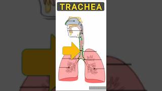 Trachea Bronchi Alveoli shortsvideolubgs [upl. by Rosel]