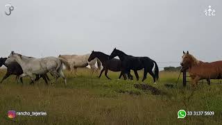 Visita a Rancho Tejerías  Parte 2 de 3  Yeguas de cría [upl. by Varrian24]