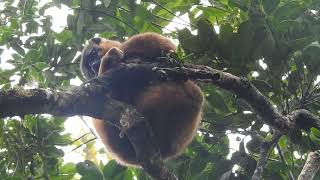 Redfronted brown lemur in the wild Madagascar [upl. by Gerty]