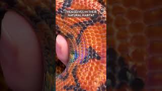 Meet the Brazilian Rainbow Boa A Snake With a Shimmering Sheen [upl. by Enaira583]