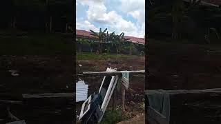 Trending dimana mana shorts shortvideo [upl. by Ziwot79]