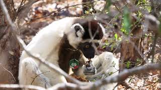 Lemur refuses to share [upl. by Cline]