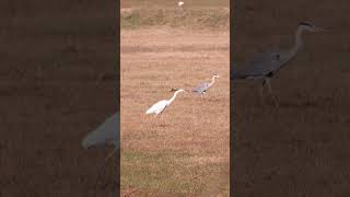 Airone bianco e airone cenerino birds animals wildnature nature naturephotography [upl. by Anawait202]