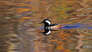 Male hooded merganser duck on autumn lake [upl. by Wrdna]