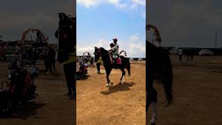 Horse 🐎 Riding  horse horses ghoda horseriding horselover ytvideo shortsfeed dhruhi [upl. by Hillari]