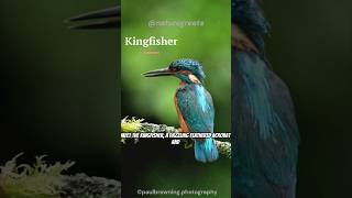 Kingfisher Natures Fishcatching Fighter Jet shorts kingfisher [upl. by Abbate678]