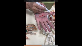 Arteries of upper limb and superficial and deep palmar arches [upl. by Hyrup]