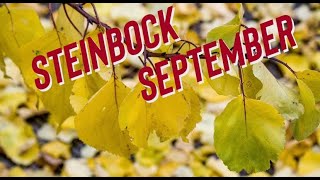 STEINBOCK SEPTEMBER 2024 TAROT 🍁 AUFGABEN DELEGIEREN steinbock tarot orakel [upl. by Arahsit312]