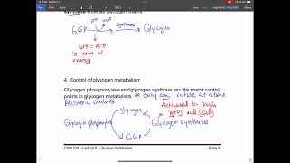 Allosteric control of glycogen metabolism [upl. by Innus]