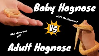 Pros amp Cons for Western Hognose Adults and Babies [upl. by Airet794]