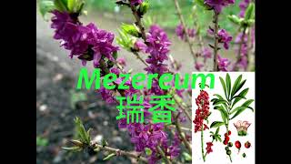 《靈丹妙藥的同類療法》 EP016  瑞香 Mezereum [upl. by Whitelaw720]