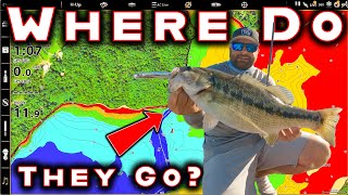 Where Do Bass Go In Fall And The Best Tricks To Catch Them [upl. by Wolfson]