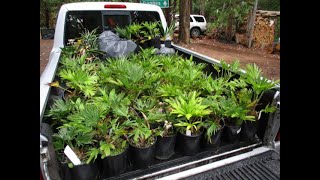 Trachycarpus wagnerianus palms by the truck load [upl. by Rehtse]