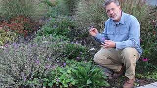 Rozanne cranesbill geranium Geranium Gerwat ROZANNE  Plant Identification [upl. by Wearing]