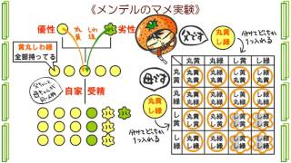 生物遺伝１話「遺伝の法則」ｂｙWEB玉塾 [upl. by Strawn567]