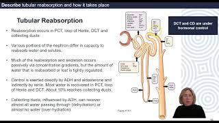 Tubular Reabsorption and Tubular Secretion [upl. by Urquhart613]