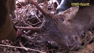 Damhirsch fest  Rettung im Testrevier  Wild und Hund [upl. by Esbensen]