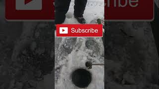 Tip Up Pike 2023 Jumps Out Of Hole fishing shorts icefishing funny [upl. by Arleta]