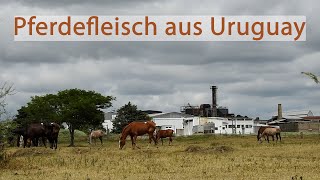 Pferdefleisch aus Uruguay  Wie Kontrollen systematisch manipuliert werden [upl. by Ahsenik662]