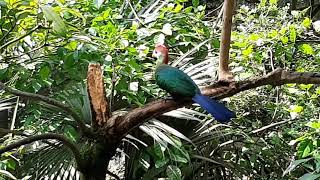 Redcrested Turaco  Singapore Zoo [upl. by Suirrad]