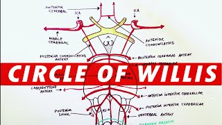 Anatomy  Blood supply to the brain Circle of Willis [upl. by Heindrick376]