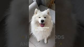 How it is to own a Samoyed 😂 [upl. by Arramas]