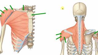 Deltoid muscle [upl. by Wyon918]