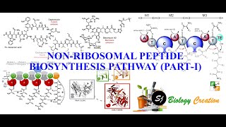 Non Ribosomal Peptide Biosynthesis Pathway PartI [upl. by Cobb]