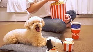 とある小さな映画館で愛犬との映画館デートを叶えてみた [upl. by Shelagh]