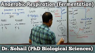 Anaerobic Respiration  Fermentation  Processing of Pyruvate  11th Biology  MDCAT Biology [upl. by Carroll]